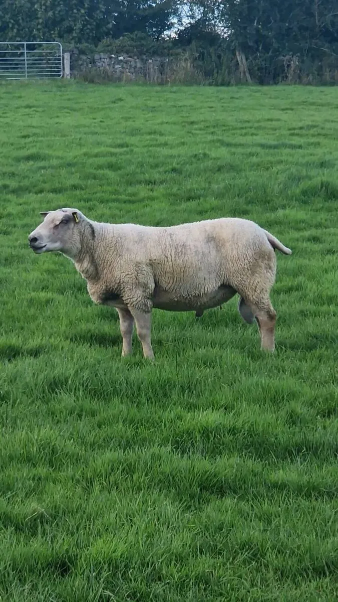 Charolais Ram - Image 2