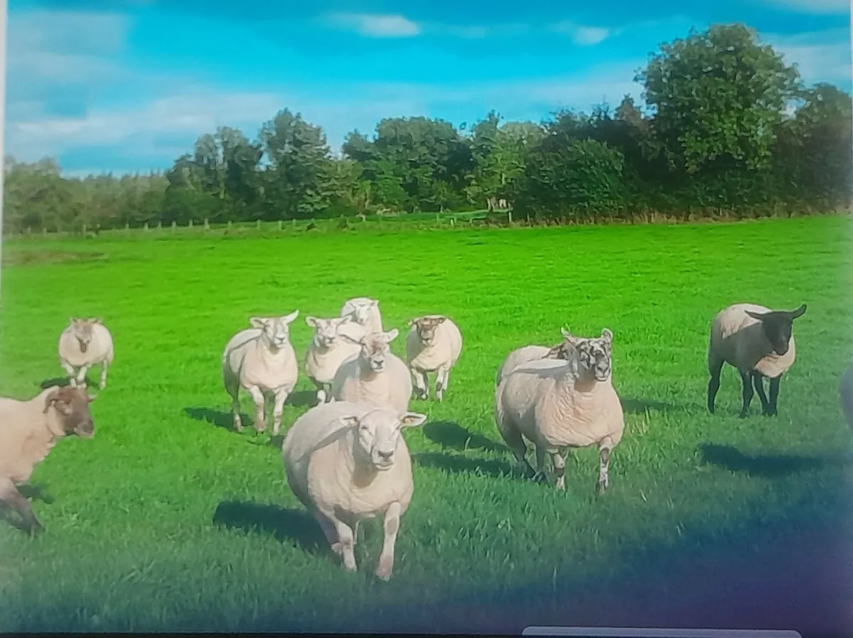 44 Suffolk x and Texel x hoggets - Image 2