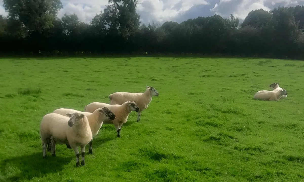 44 Suffolk x and Texel x hoggets - Image 3