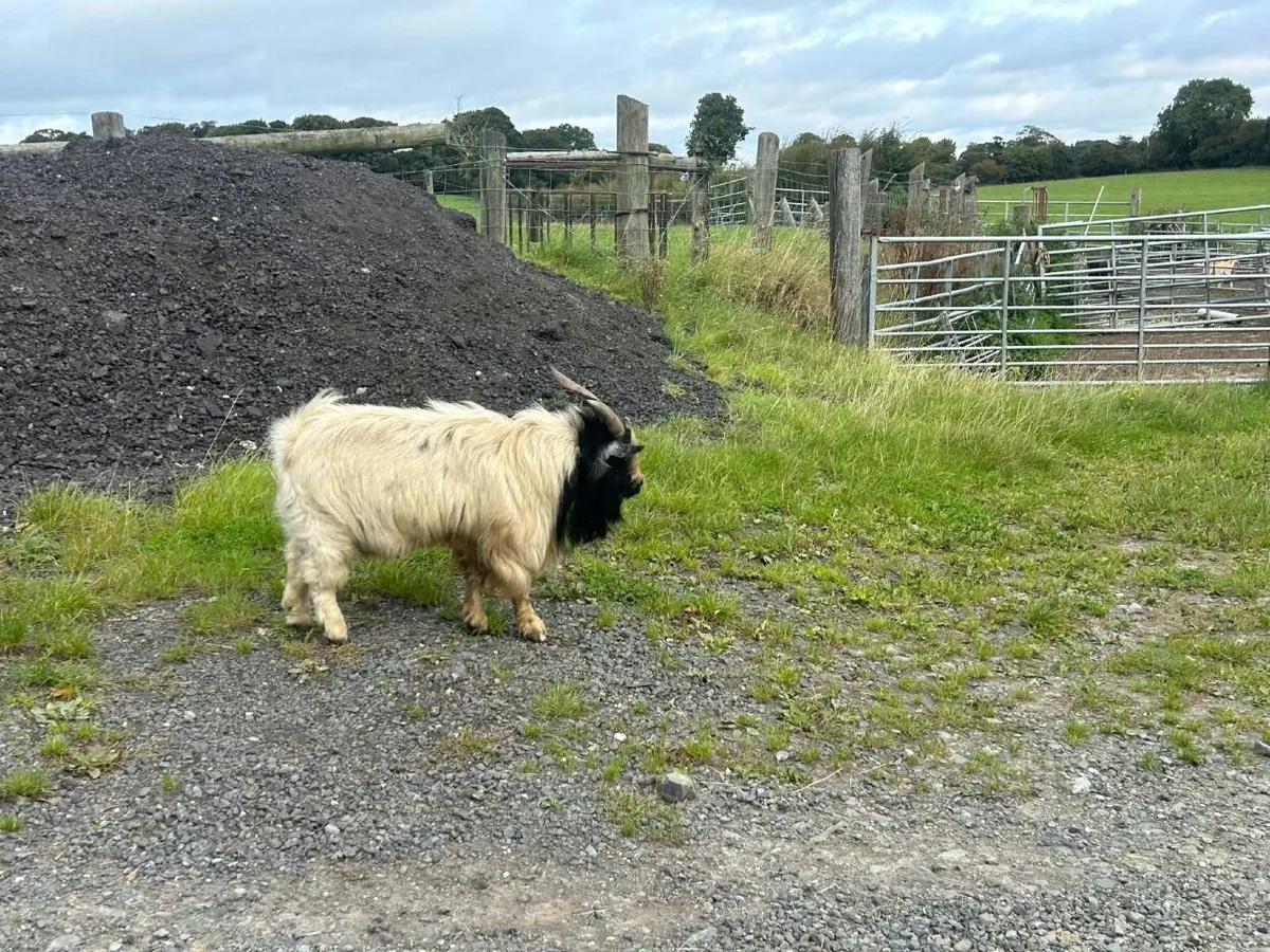 Pygmy Male Goat - Image 2
