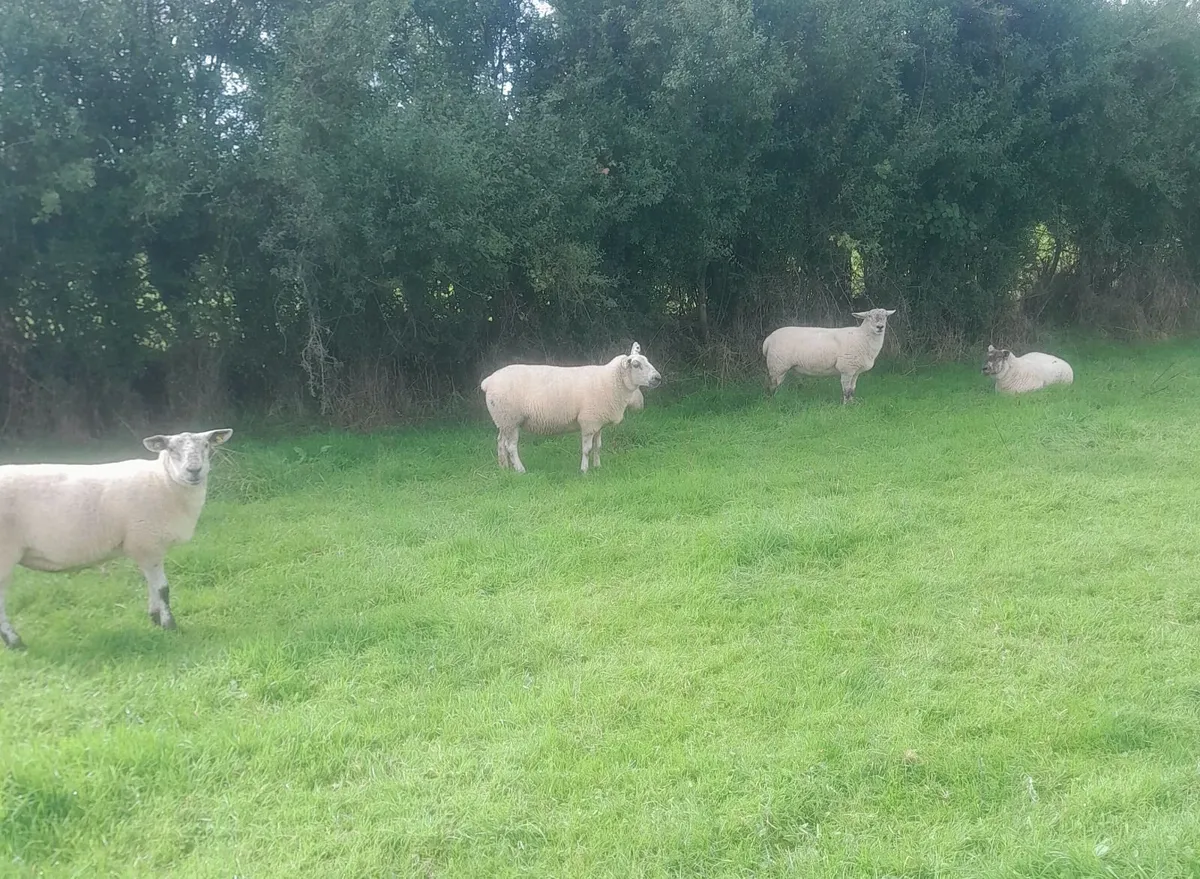 44 Suffolk x and Texel x hoggets - Image 4