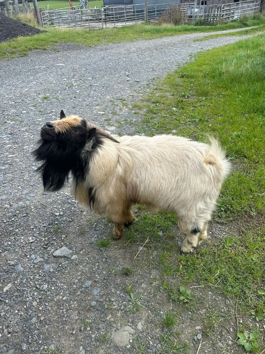 Pygmy Male Goat - Image 3