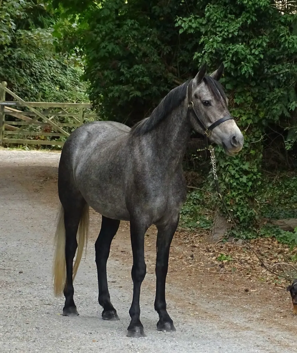 Connemara mare - Image 1
