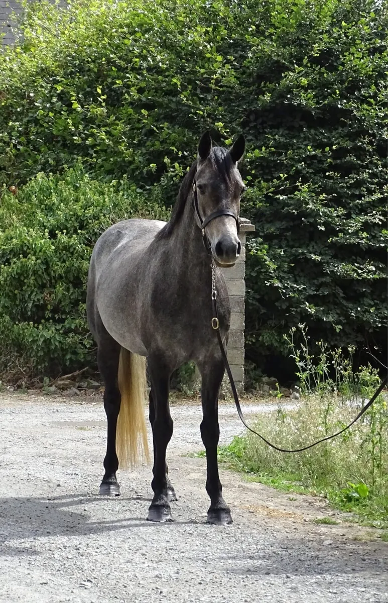 Connemara mare - Image 2