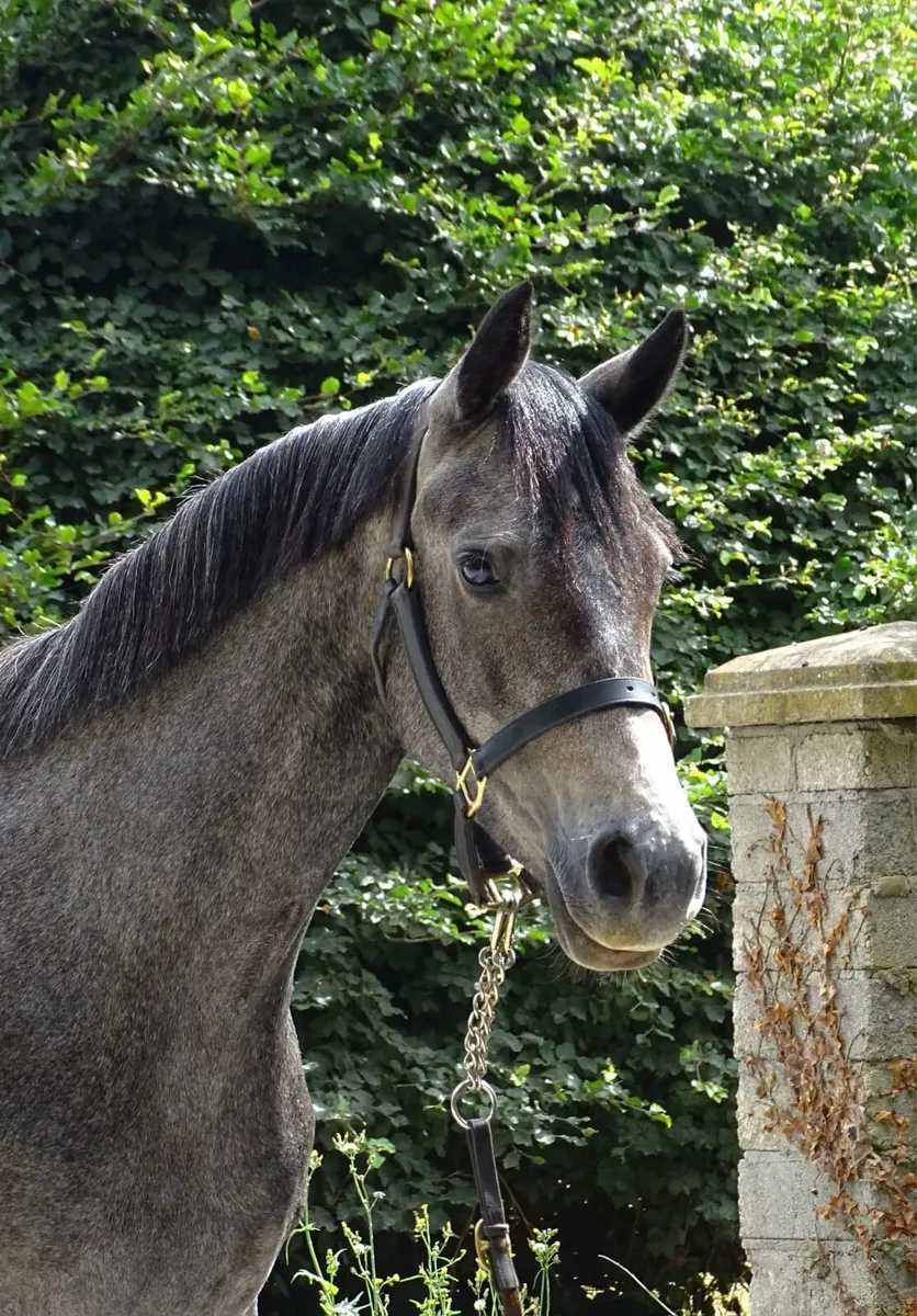 Connemara mare - Image 3