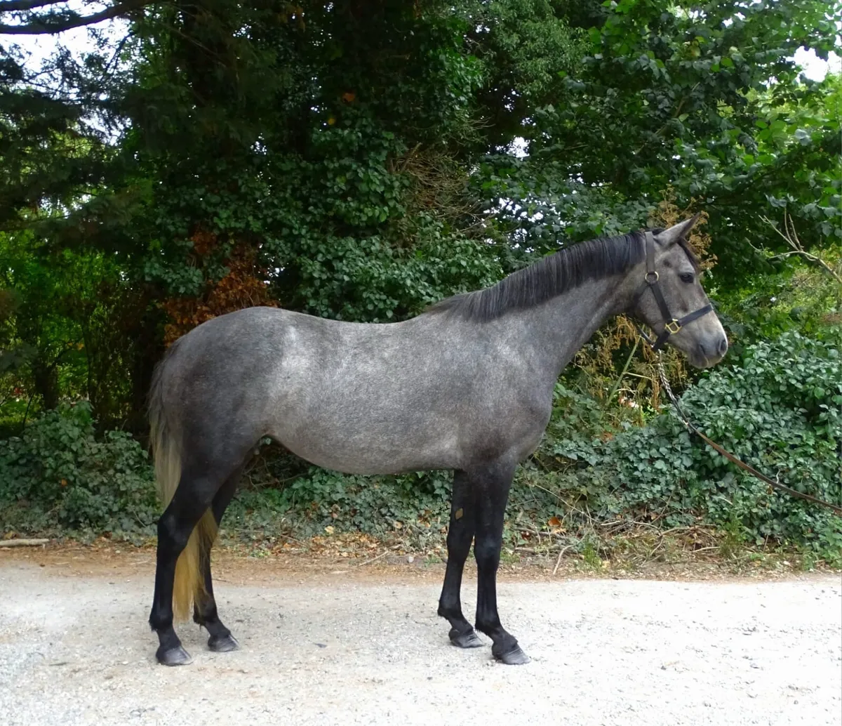 Connemara mare - Image 4