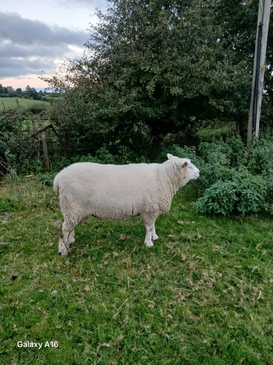 PB Galway Ram - Image 1