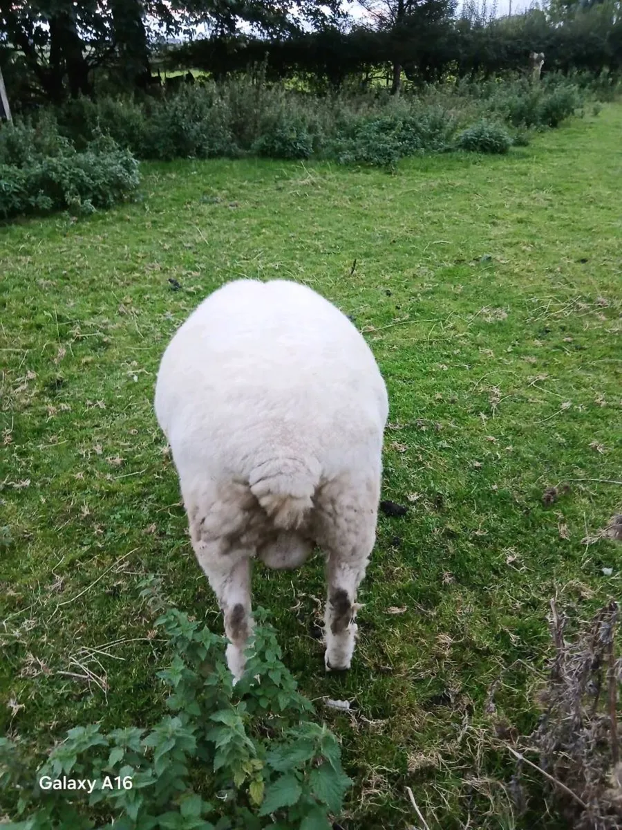 PB Galway Ram - Image 2