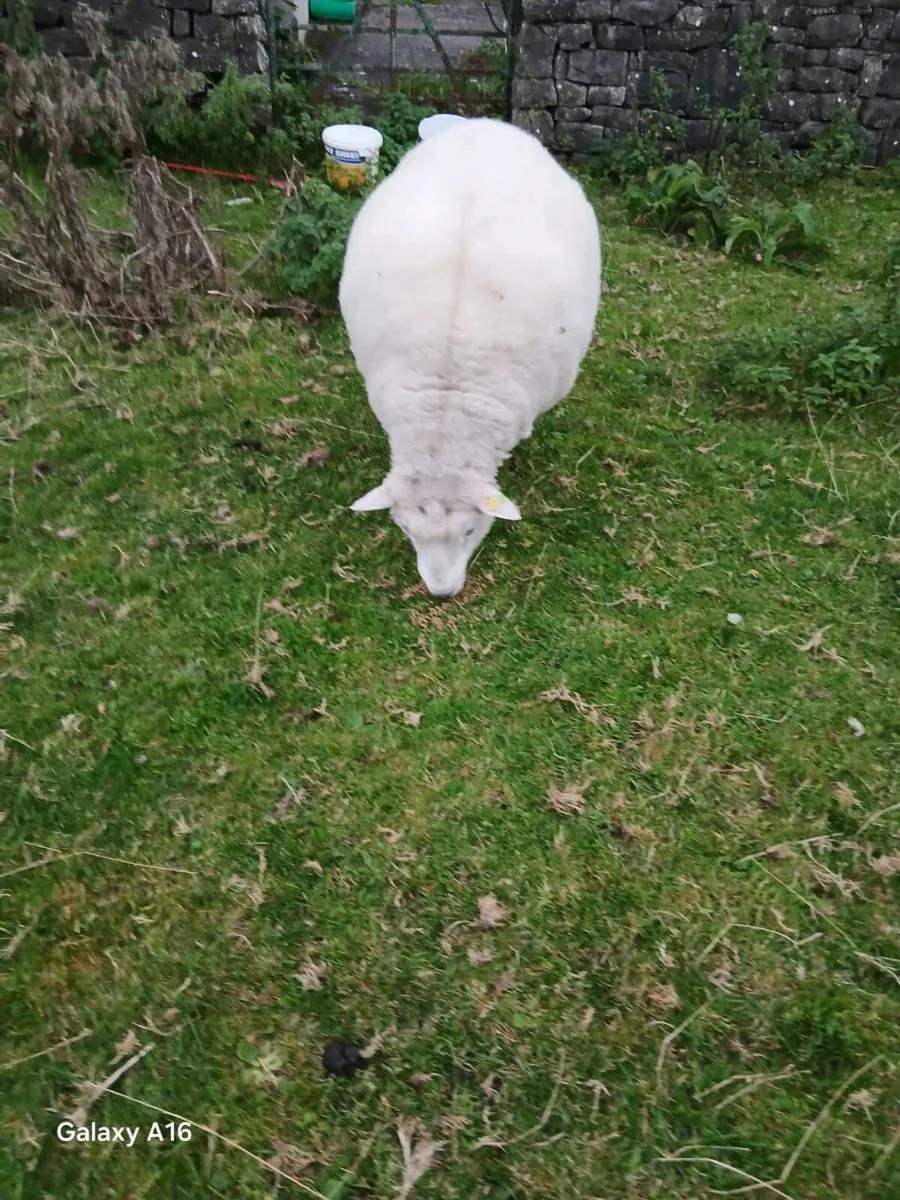 PB Galway Ram - Image 4