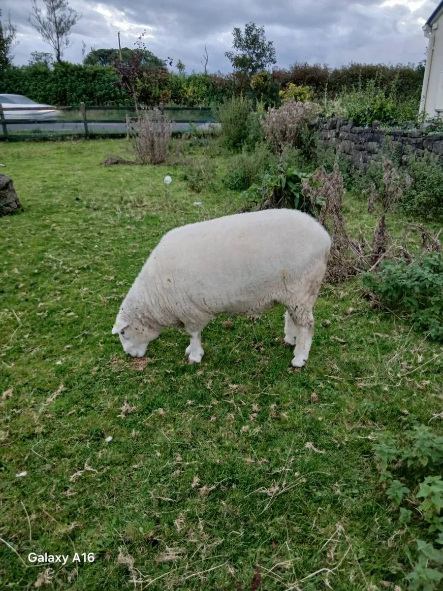 PB Galway Ram - Image 3
