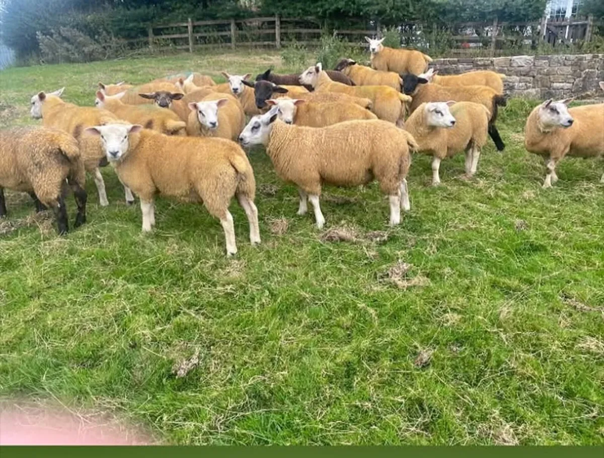 Ram lambs for sale Florencecourt area - Image 2