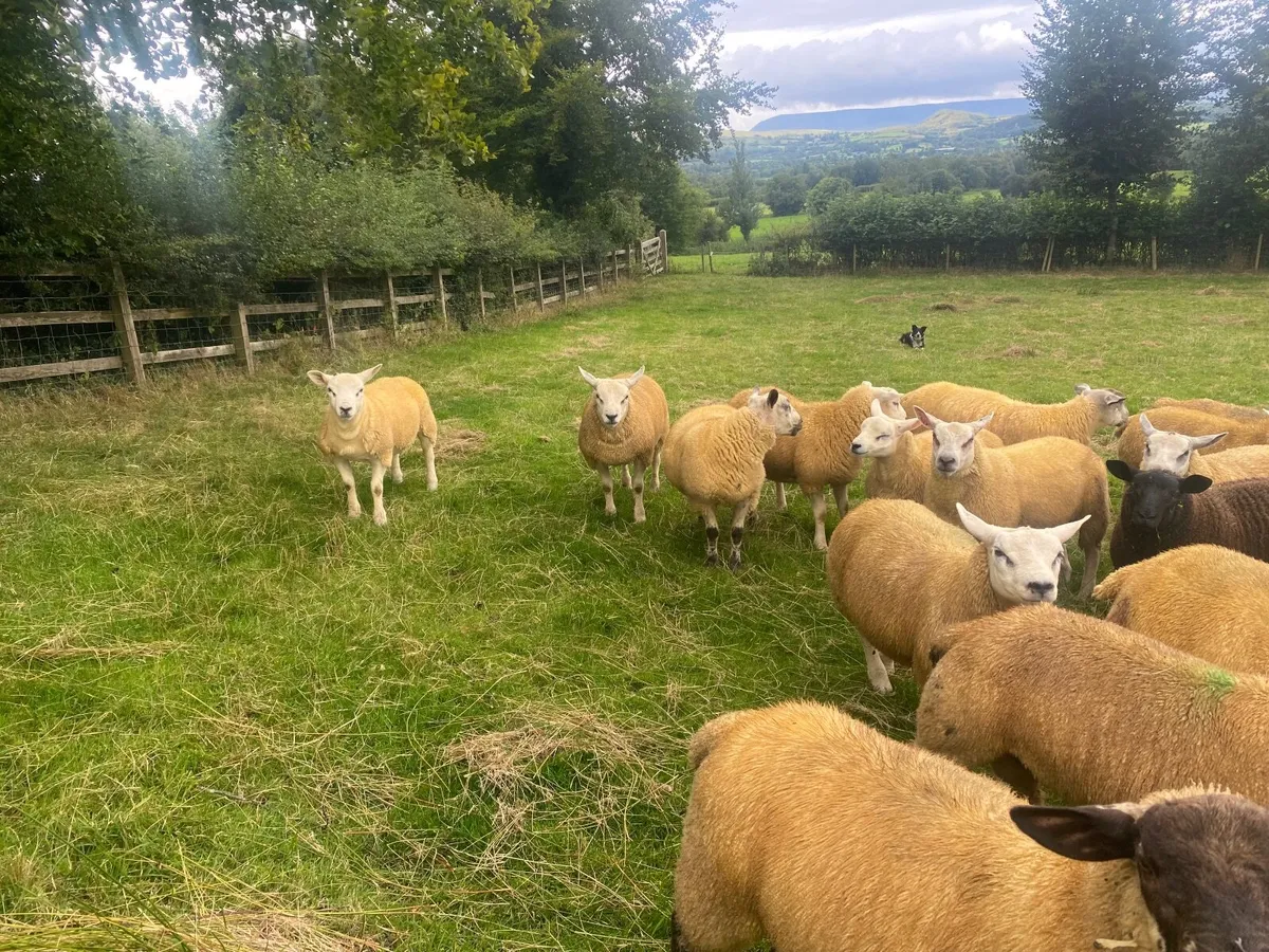 Ram lambs for sale Florencecourt area - Image 3