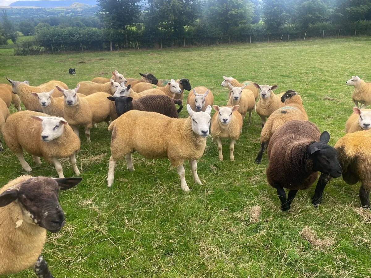 Ram lambs for sale Florencecourt area - Image 1