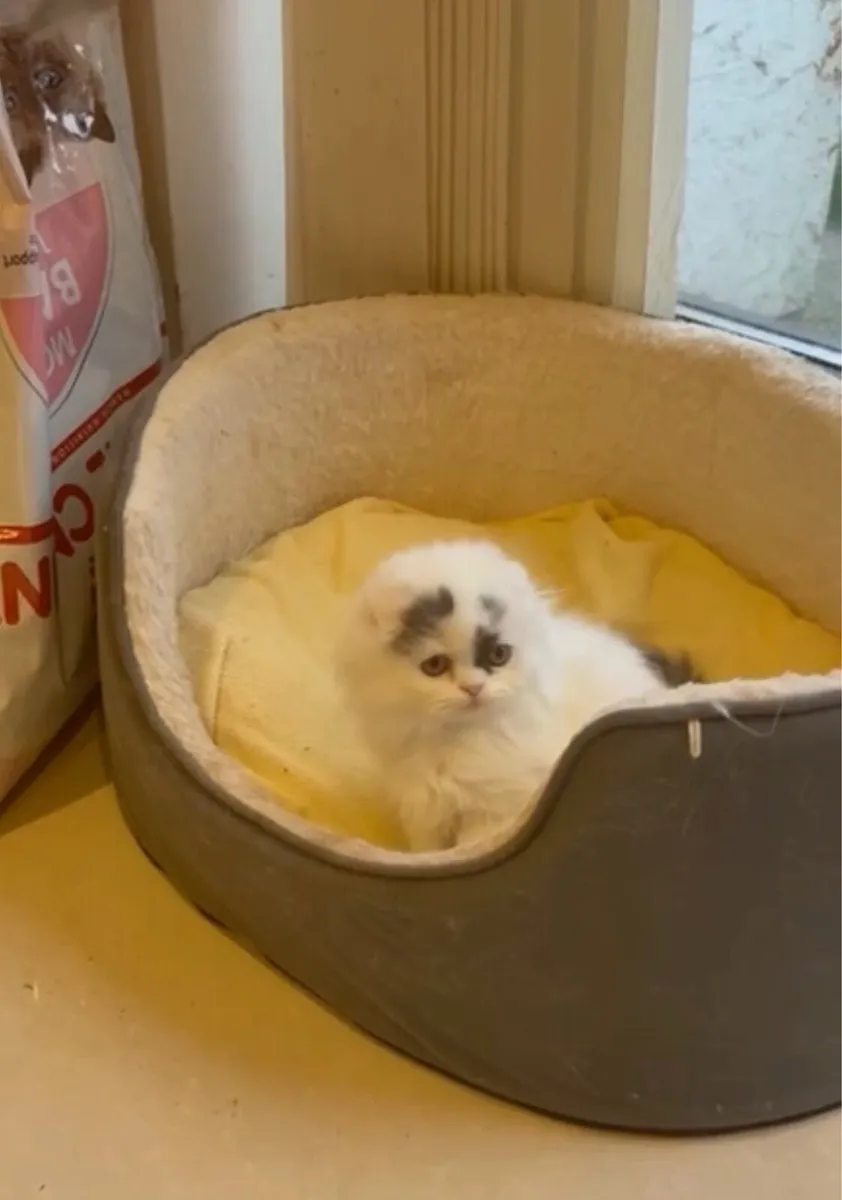 Scottish kitten - Image 4