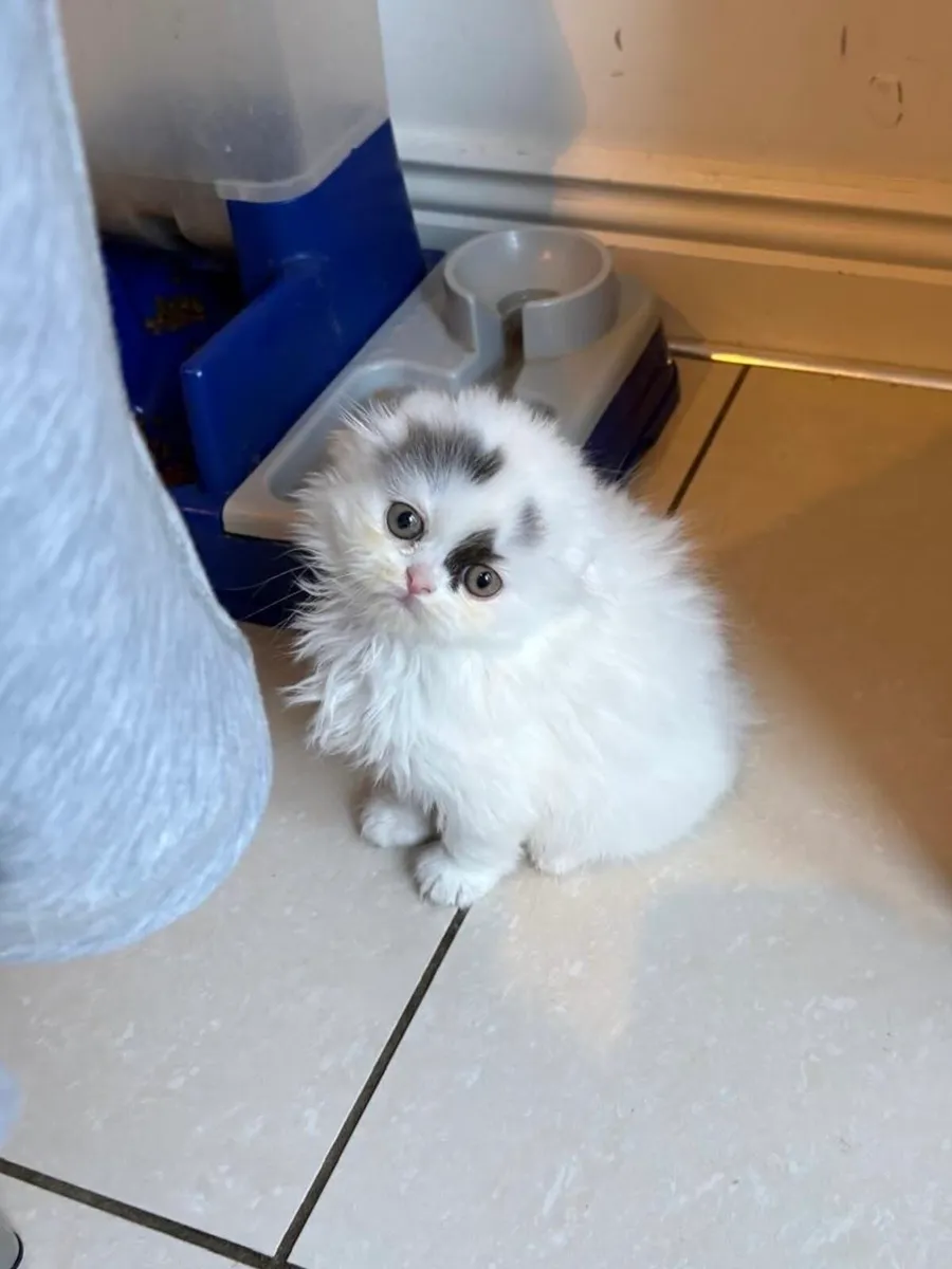 Scottish kitten - Image 1