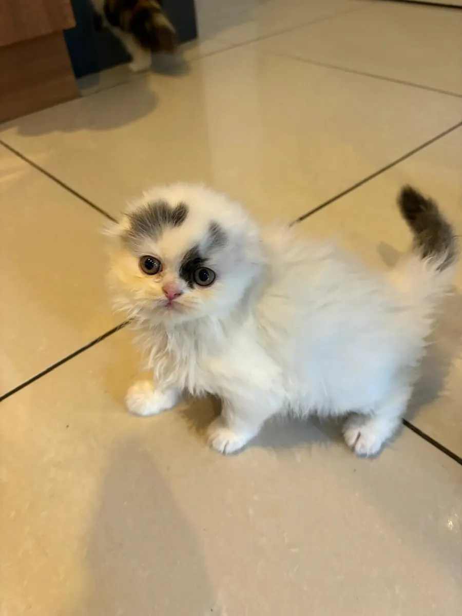 Scottish kitten - Image 2