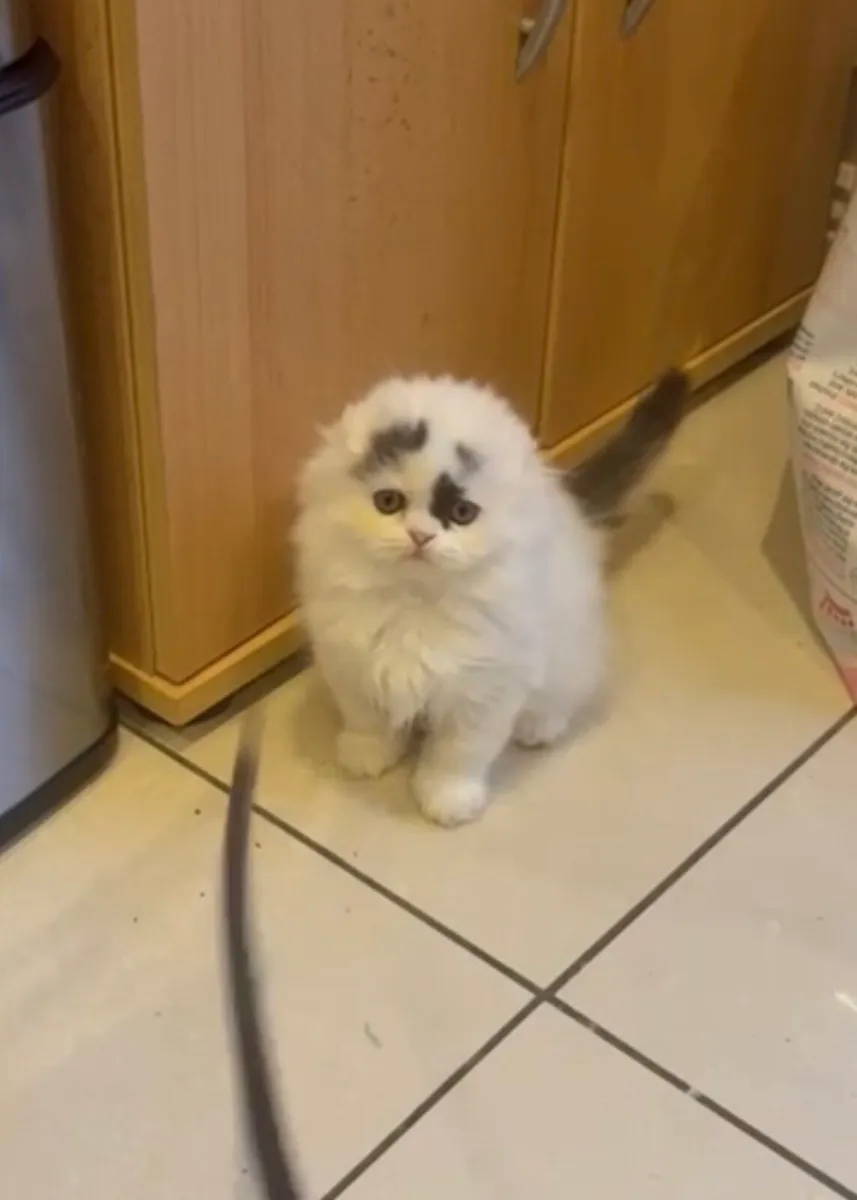 Scottish kitten - Image 3