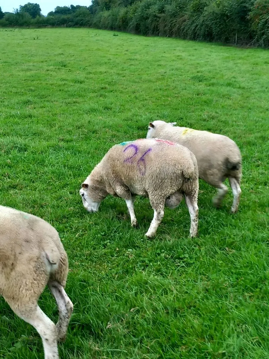 Tefrom New Zealand maternal sheep - Image 2