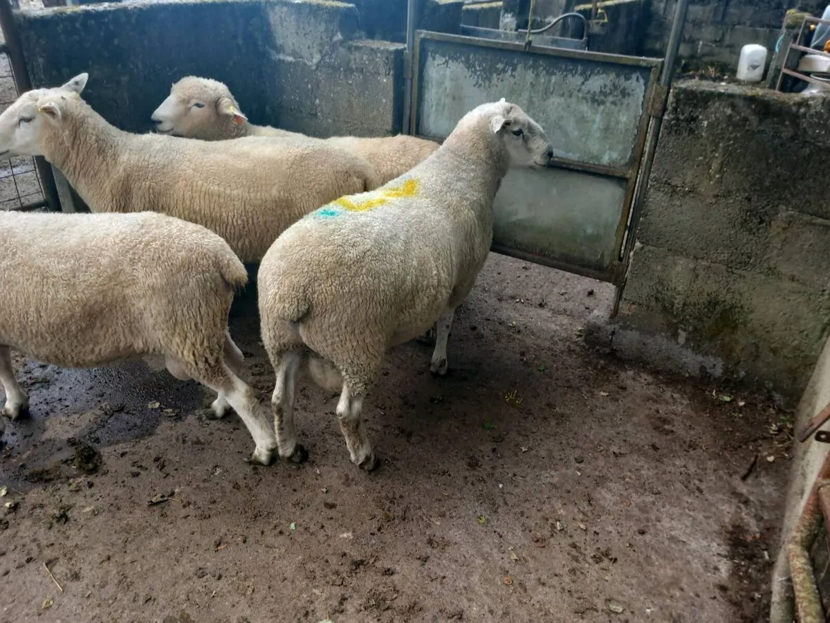 Tefrom New Zealand maternal sheep - Image 4