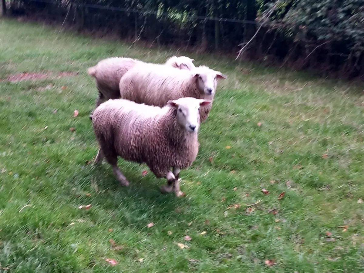 Tefrom New Zealand maternal sheep - Image 3
