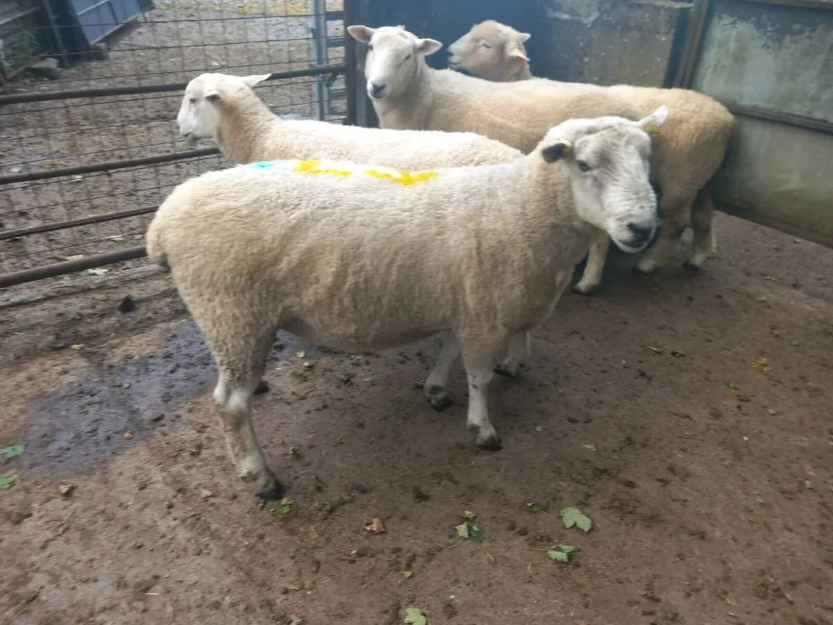 Tefrom New Zealand maternal sheep - Image 1