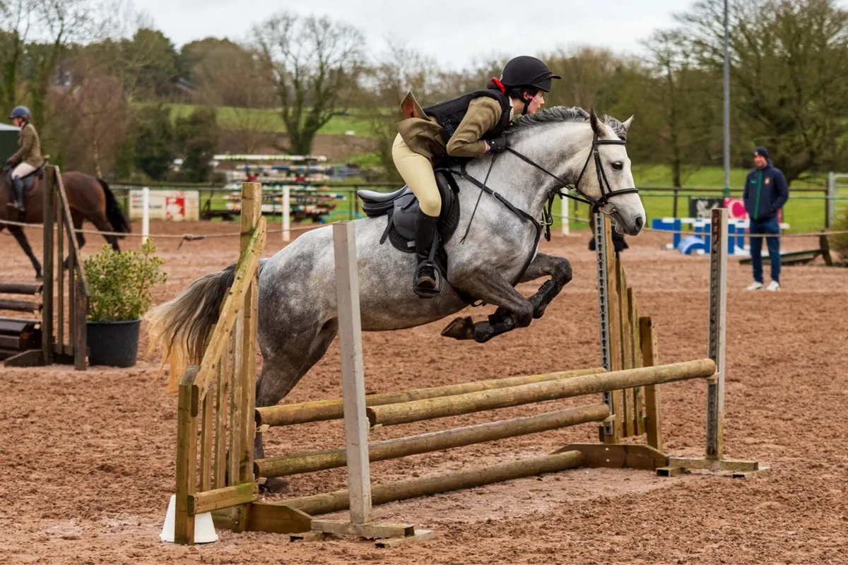 I love you melody 5 year old 148cm mare - Image 3
