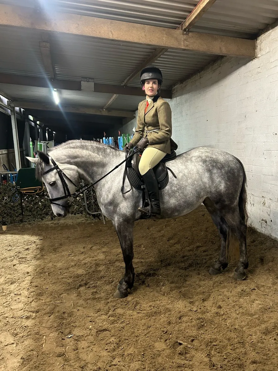 I love you melody 5 year old 148cm mare - Image 4