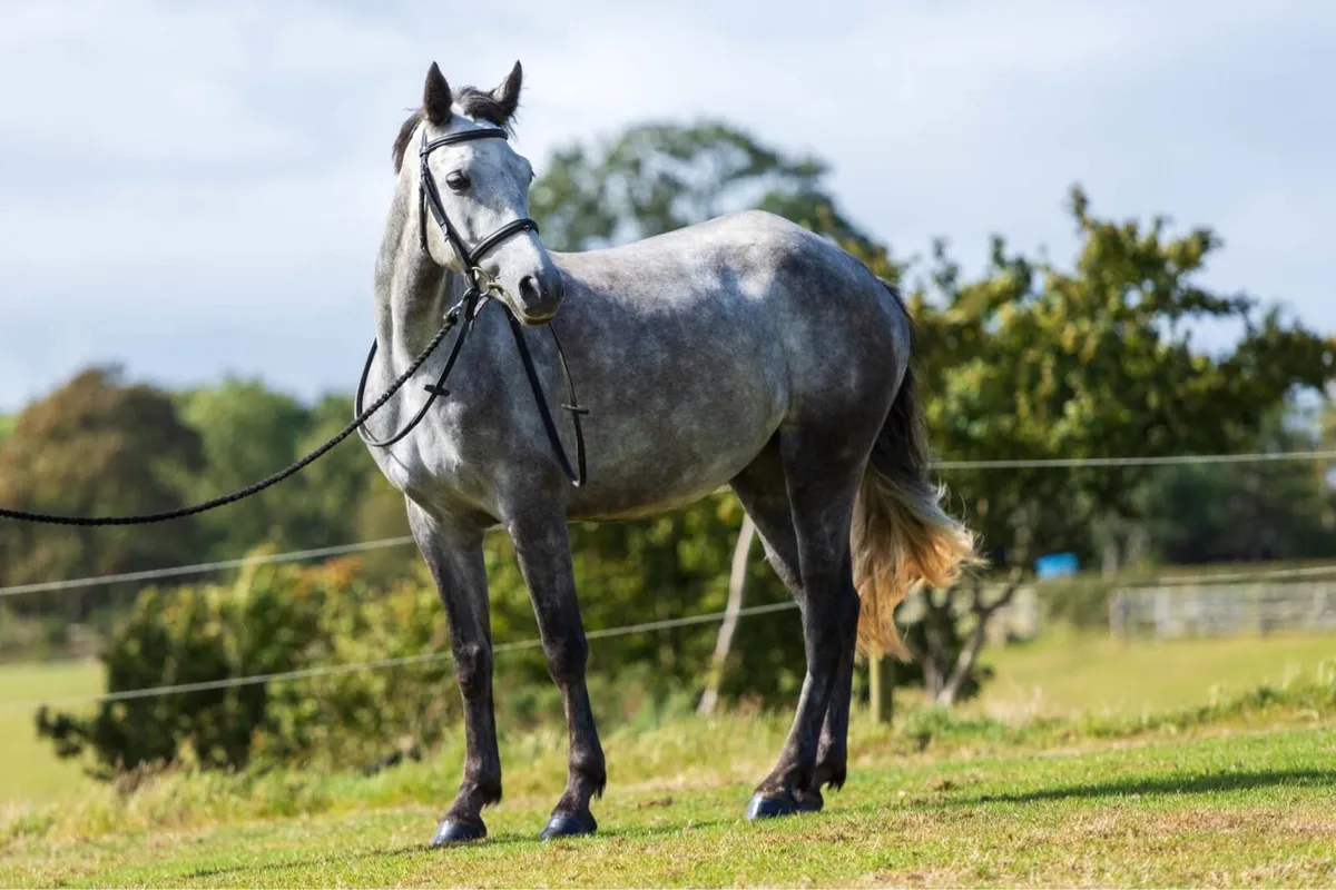 I love you melody 5 year old 148cm mare - Image 1