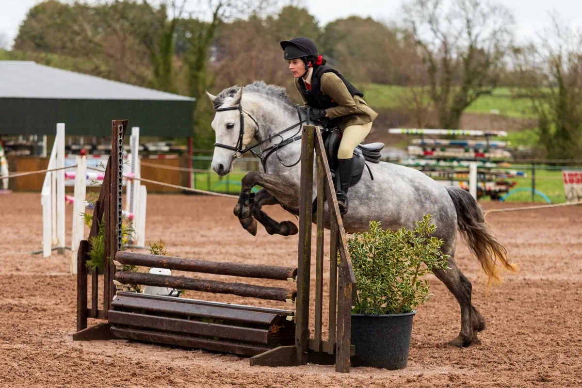 I love you melody 5 year old 148cm mare - Image 2