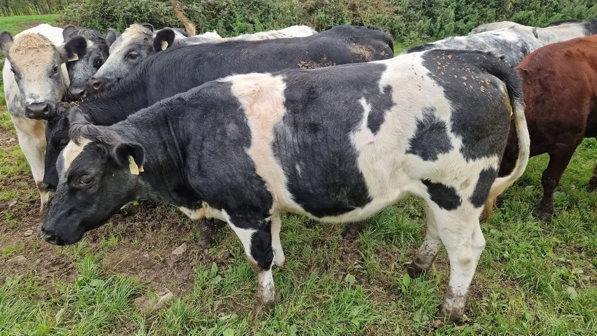 Heifers - Image 1