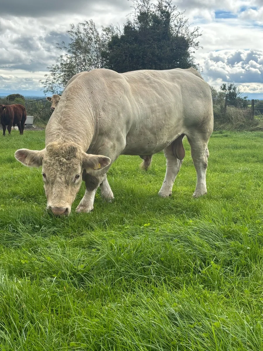 Purebred Charolais Bull - Image 1