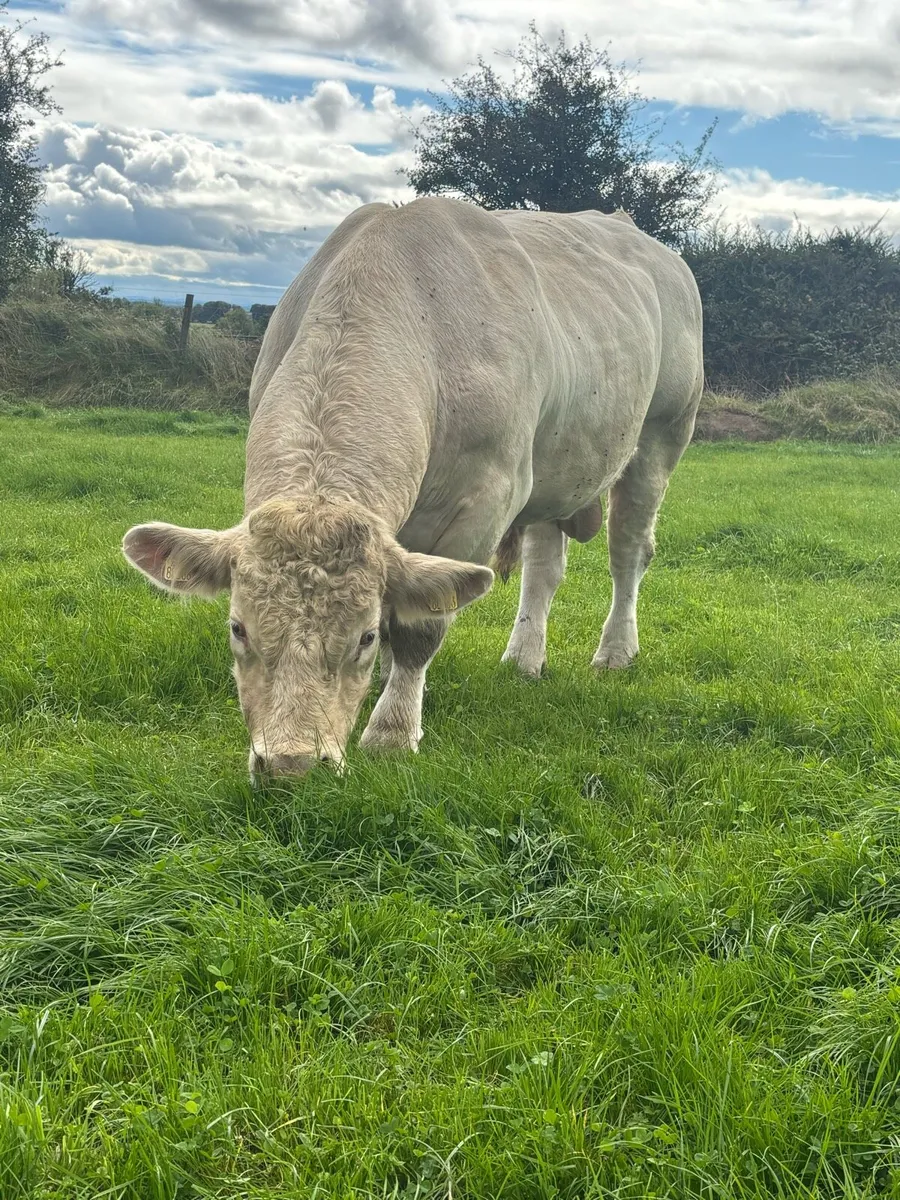 Purebred Charolais Bull - Image 2