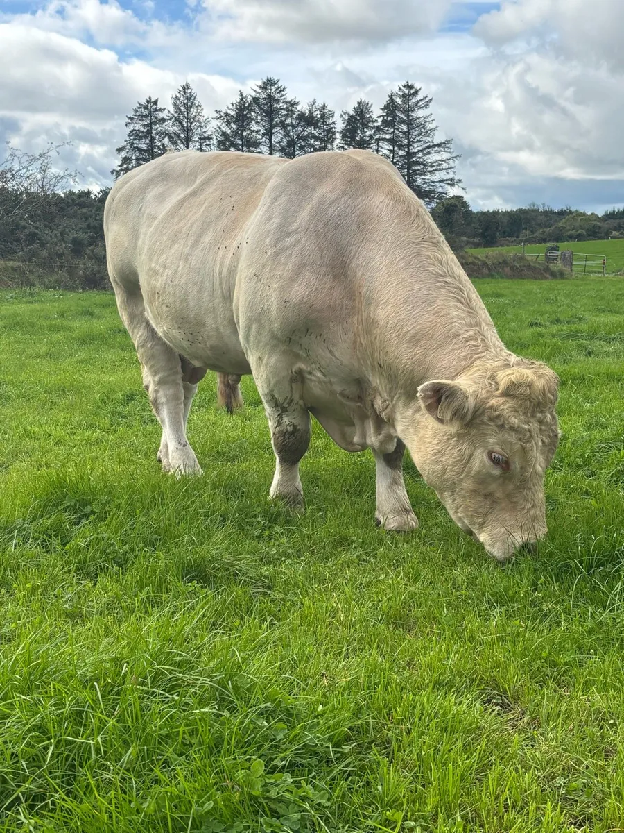 Purebred Charolais Bull - Image 3