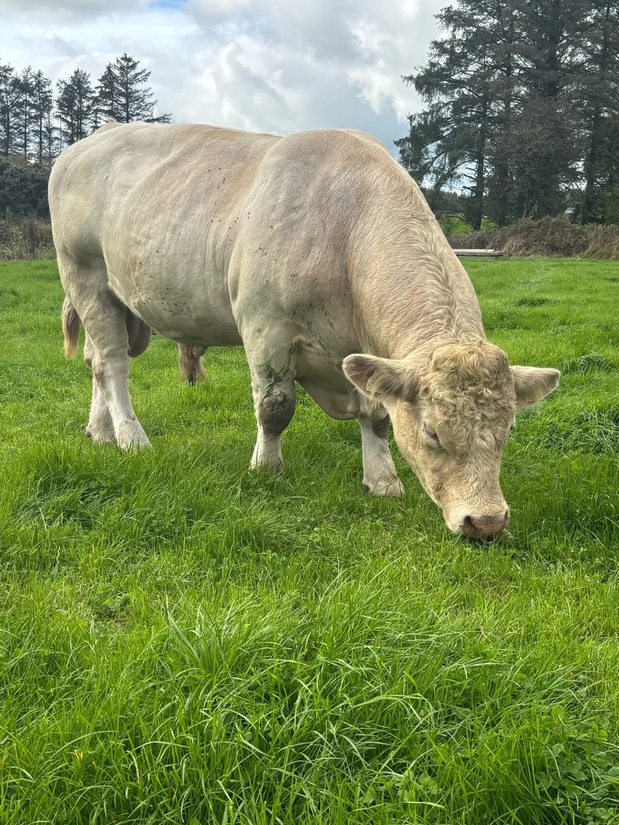 Purebred Charolais Bull - Image 4