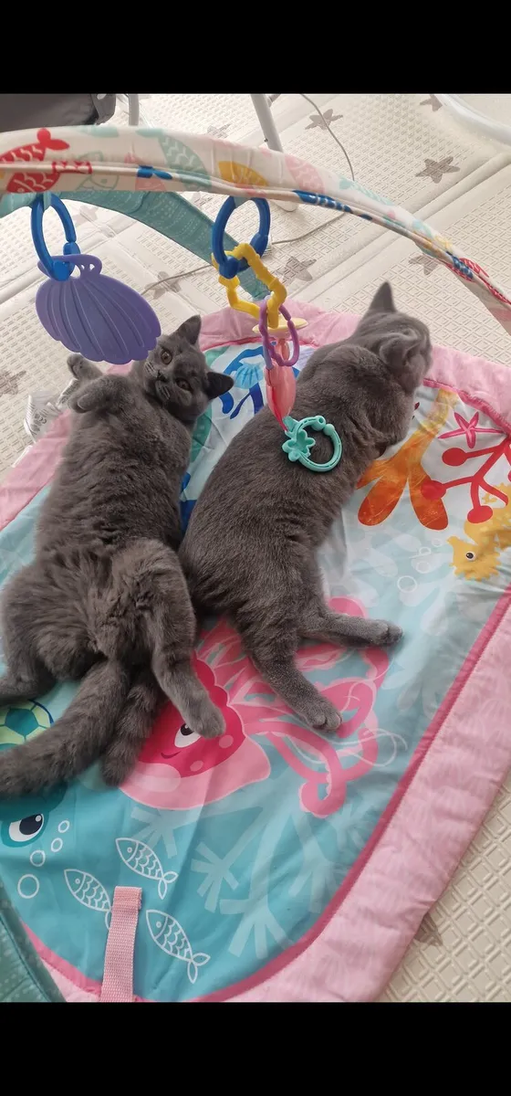 British short haired kittens. Pair. - Image 1