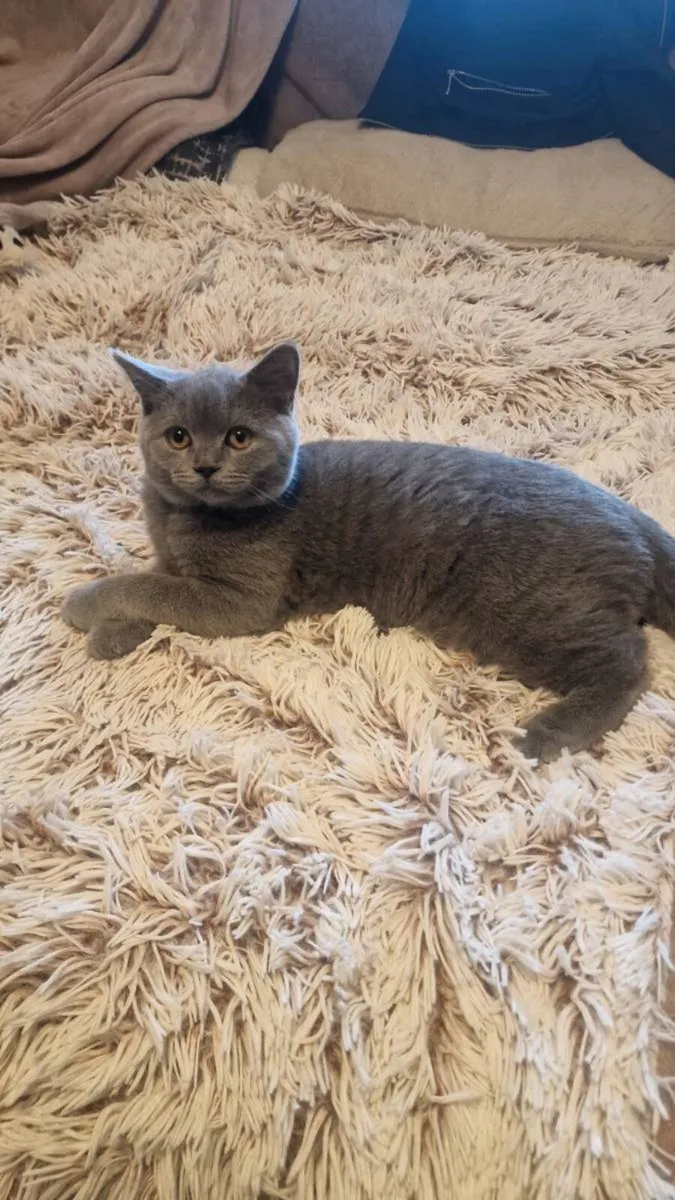 British short haired kittens. Pair. - Image 2
