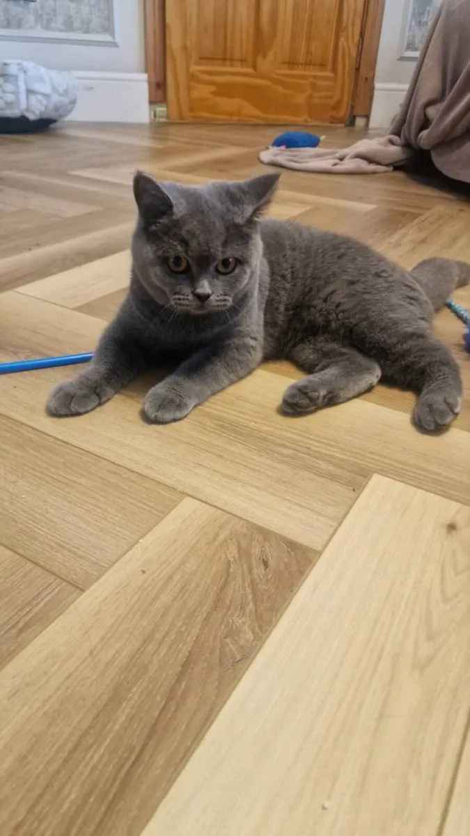 British short haired kittens. Pair. - Image 3