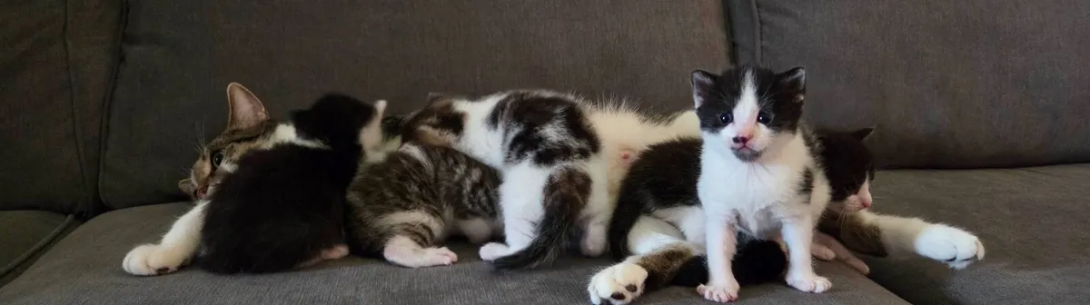 kitten - Image 4