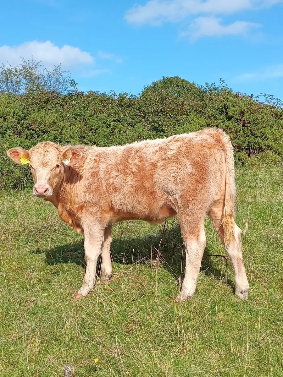 Organic heifers - Image 4