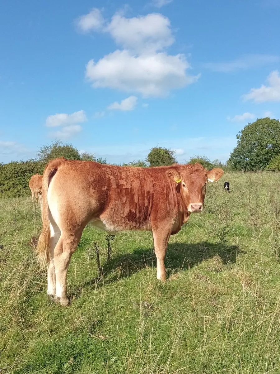 Organic heifers - Image 1