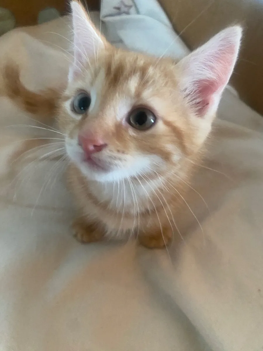 Kittens - Image 1