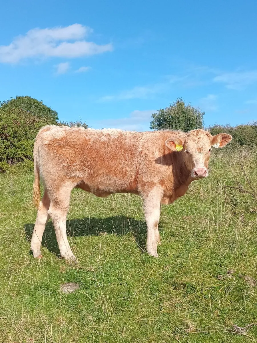 Organic heifers Gort mart Oct 1st - Image 1