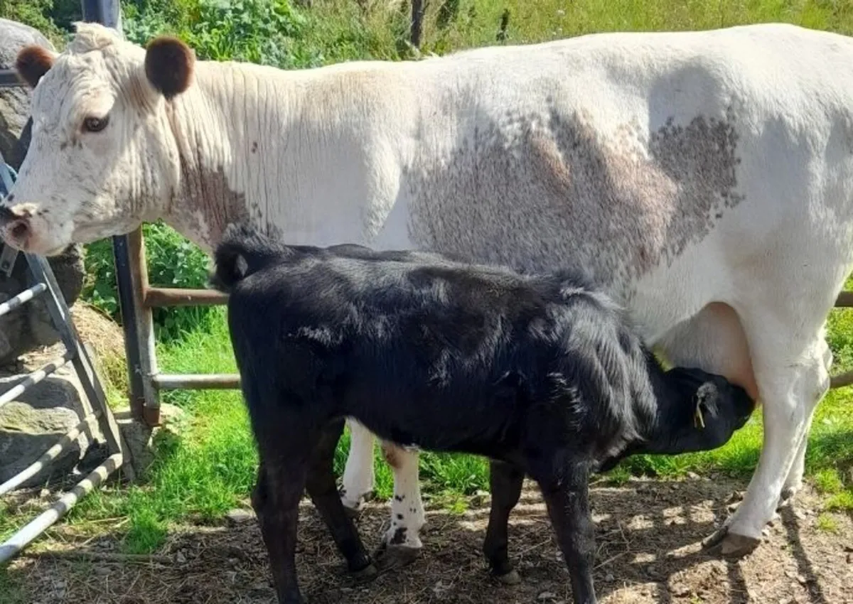 PBR Irish moiled cow - Image 4