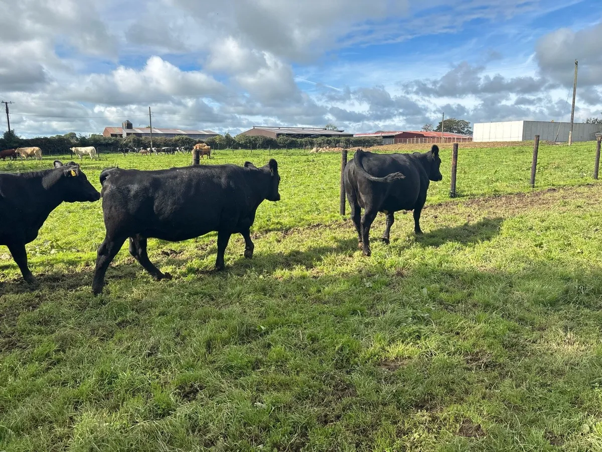 3 super Angus springer heifers - Image 2