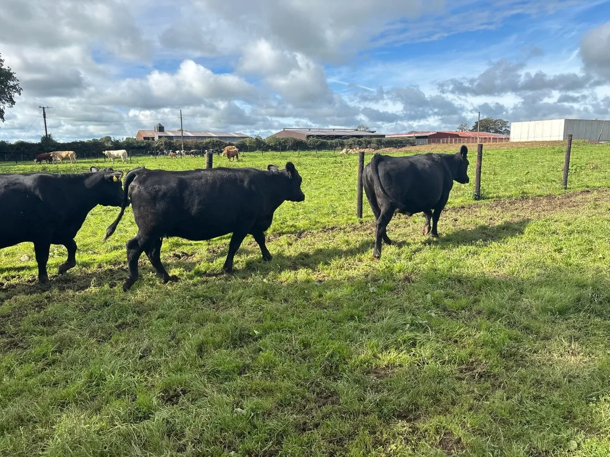 3 super Angus springer heifers - Image 3