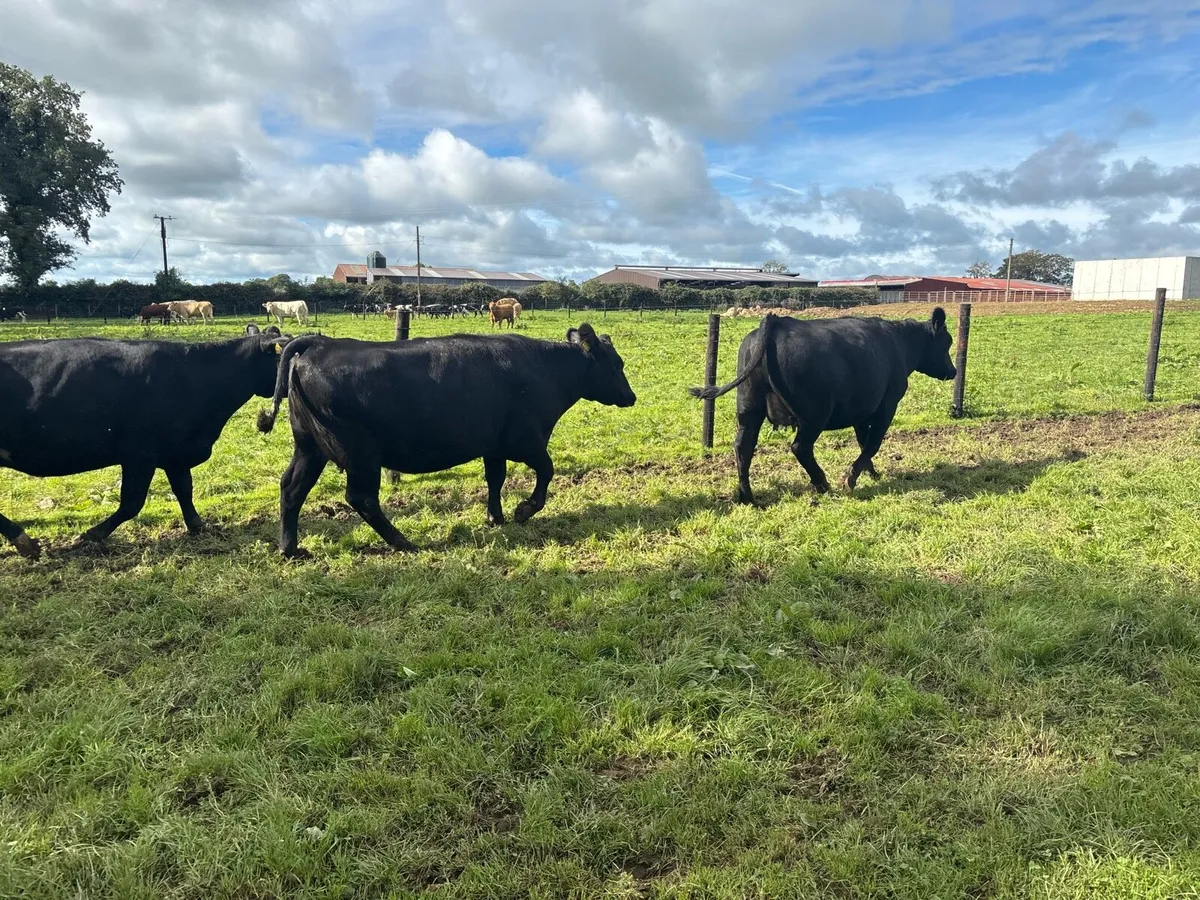3 super Angus springer heifers - Image 1