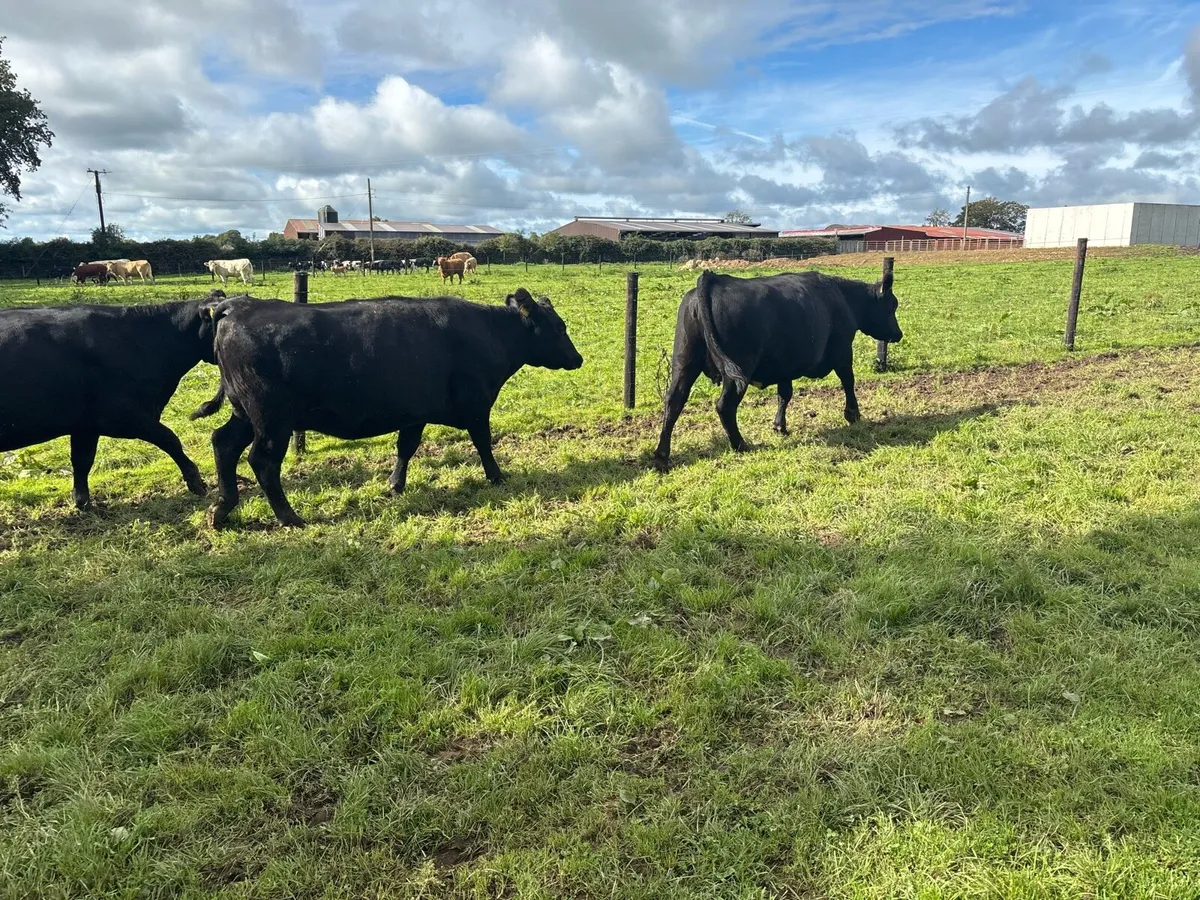 3 super Angus springer heifers - Image 4