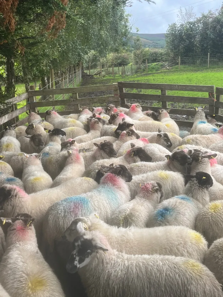 80 Suffolk cross ewe lambs - Image 2