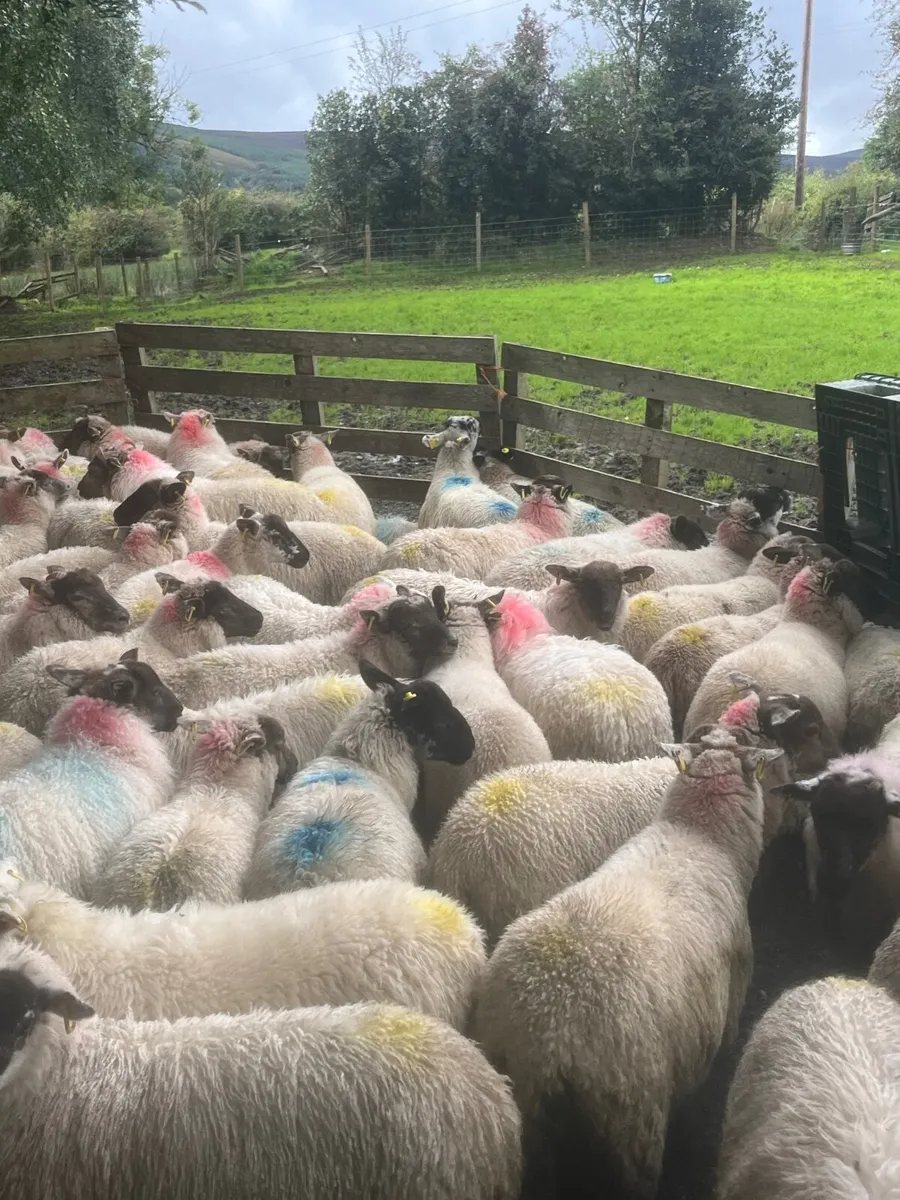 80 Suffolk cross ewe lambs - Image 3