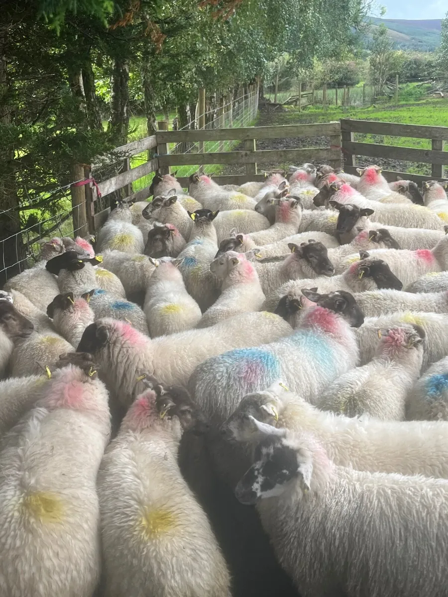 80 Suffolk cross ewe lambs - Image 1